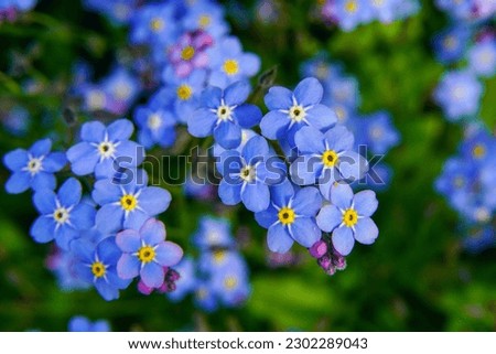 The blue flowers forget-me-not plant.