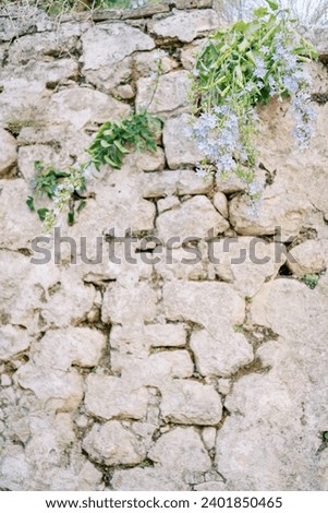 Blue flowers growing on a steep stone ancient wall