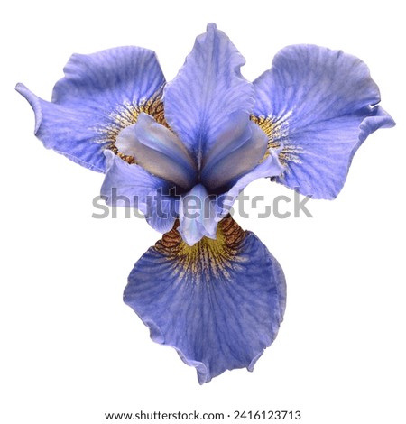 Blue flowers iris isolated on white background. Beautiful composition for advertising and packaging design in the business. Flat lay, top view