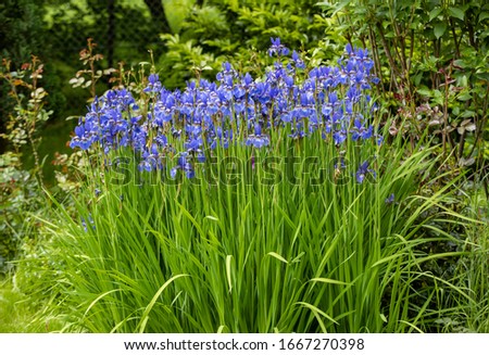 Blue flowers Iris versicolor beautifully blooming in the garden