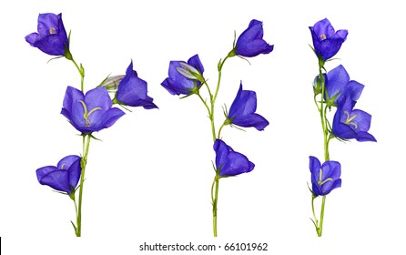 63,172 Blue bell flowers Images, Stock Photos & Vectors | Shutterstock