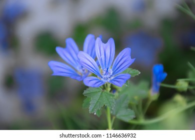 5,938 Blue mallow Images, Stock Photos & Vectors | Shutterstock