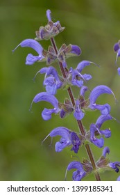 Blue Flowers Of Meadow Sage