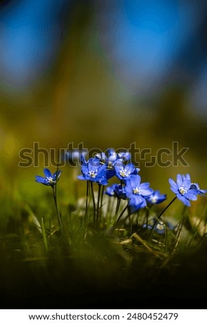 Similar – Image, Stock Photo shining blue Exterior shot