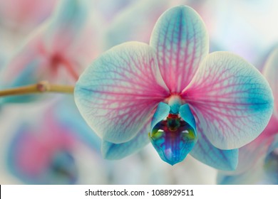 Blue Flowers - Blue Orchids (Orchidaceae)