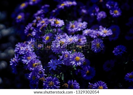 blue flowers in a park
