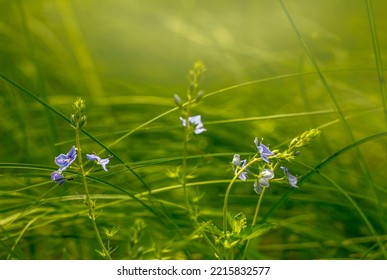 Blue Flowers Primroses In A Spring Forest Glade.May Morning