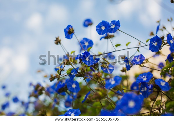 Blue Flowers Small Blue Flowers On Stok Fotoğrafı (Şimdi Düzenle