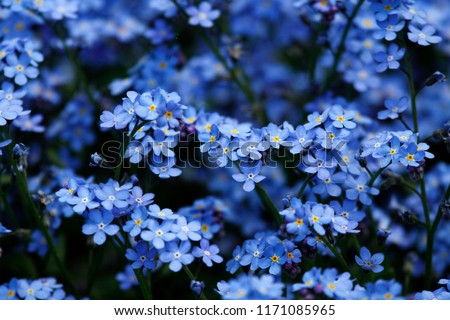 Blue flowers in spring