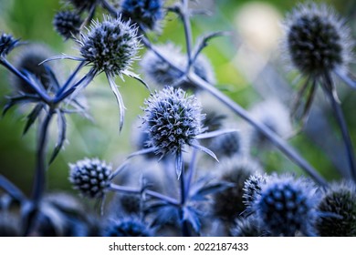 Blue flowers, stems and leaves of thorny plant Eryngium planum, or the blue eryngo or flat sea holly.