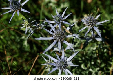 The blue flowers of the blue thistle or Eryngium bourgatii are drying in the Spanish sun - Shutterstock ID 2200684821