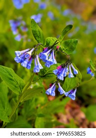 Blue Flowers At Turkey Run State Park