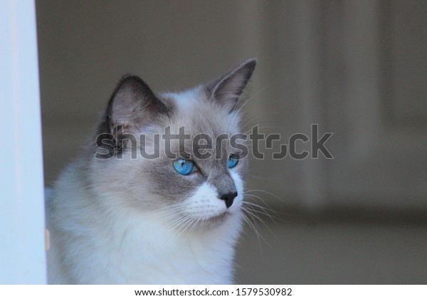 ragdoll house