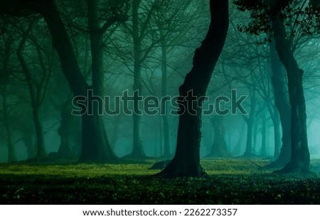 Blue fog in the forest. Mystery forest fog. Fantasy forest in fog. Misty forest in fog