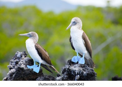 Blue Footed Boobies - Galapagos - Ecuador