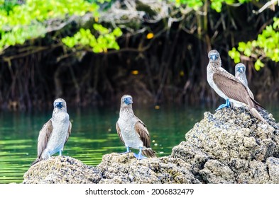 Blue Footed Boobies On The Rocks Of Galapagos