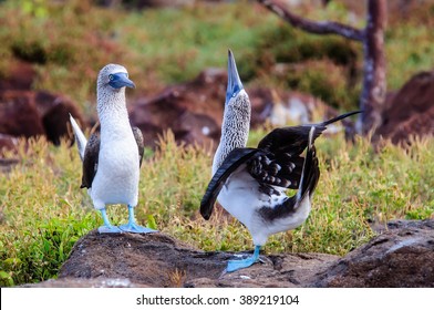 Blue Footed Boobies Performing A Courtship Dance