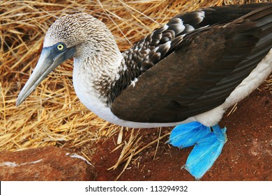 Blue Footed Booby - A Bird Endemic To Galapagos Islands, Ecuador