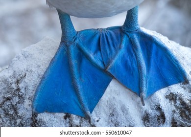 Blue Footed Booby Feet