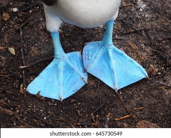 Blue Footed Booby, Galapagos