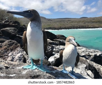 Blue Footed Booby In The Galápagos Islands