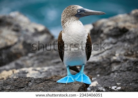 Blue footed booby in the Galápagos Islands, Ecuador