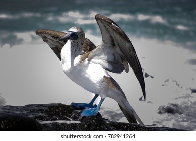 Blue Footed Booby In Motion, Galapagos National Park, Ecuador  Wildlife