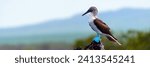 blue footed booby (Sula nebouxii) 