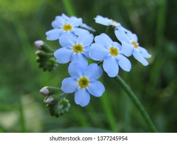 blue-forget-me-knot-flowers-260nw-137724