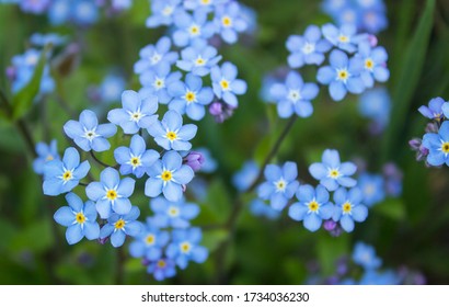 Myosotis Scorpioides Images Stock Photos Vectors Shutterstock