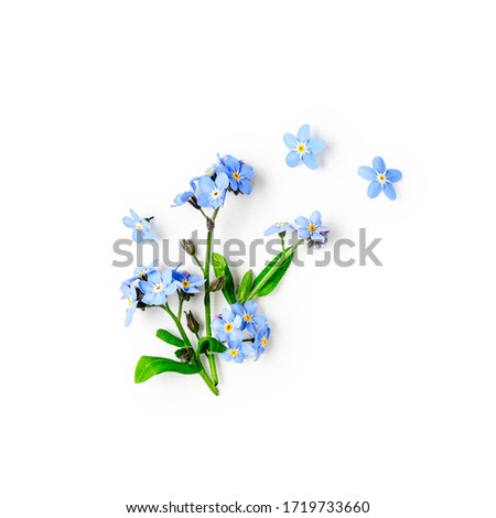 Blue forget me not flowers creative composition isolated on white background clipping path included. Springtime and mothers day concept. Design element, flat lay, top view