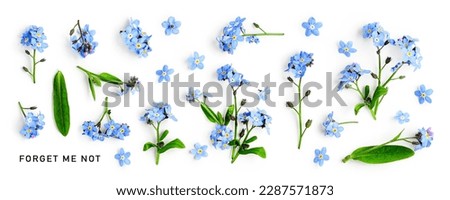 Blue forget me not flowers creative collection isolated on white background. Springtime and mothers day concept. Design element. Flat lay, top view