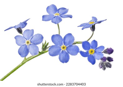 blue forget-me-not flower isolated on white background