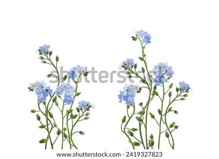 Blue forget-me-not flowers in a floral arrangements isolated on white