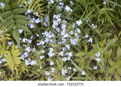 Blue forget-me-nots 
