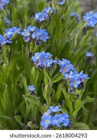 Blue forget-me-nots bloom in spring, creating an atmosphere of tenderness, peace and natural comfort in the garden