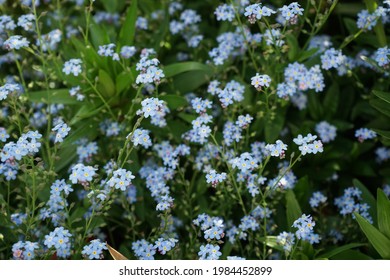 Boraginaceae Afbeeldingen Stockfoto S En Vectoren Shutterstock