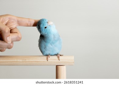 Blue Forpus parrot enjoying a head scratch from a human finger while perched on a wooden bar,hand of girl playing with little bird by rubbing the head,close pet interaction,love, care,human and pet - Powered by Shutterstock - Get 15% off with code: PIKWIZARD15