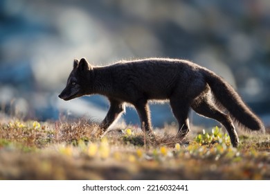 Blue Fox Walking In The Wild Landscape