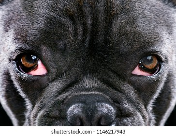 blue french bulldog with bad swollen eyes due to an infection, unwell, dogs eyes viewed full on and close up,  selective focus to ad copy space
