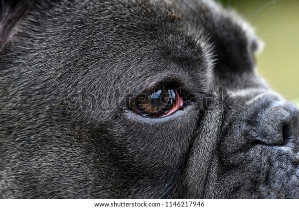 79+ French Bulldog Gray Blue Eyes