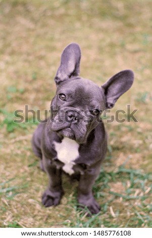 Similar – Portrait of a very young French Bulldog