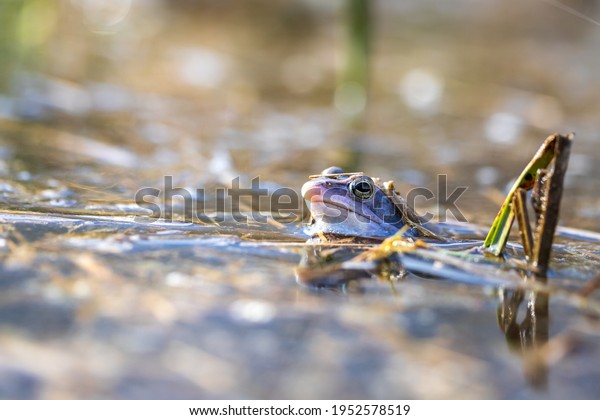 Blue frog - Rana arvalis in water\
at mating time. Wild photo from nature. The photo has a nice bokeh.\
The image of a frog is reflected in the\
water.