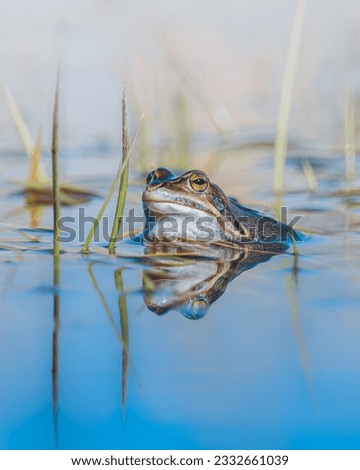 Blue frog swimming in pond