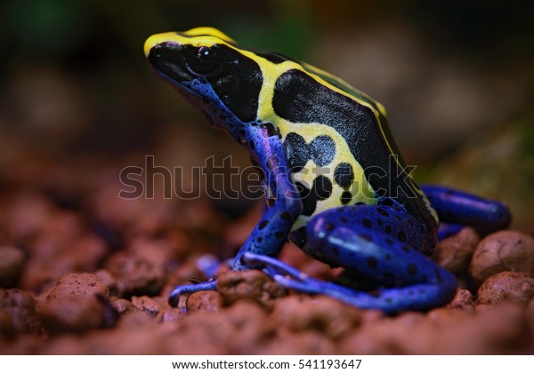 Blue frog in tropical nature. Blue and yellow\
amazon Dyeing Poison Frog, Dendrobates tinctorius, in nature\
habitat. Wildlife scene from\
Brazil.