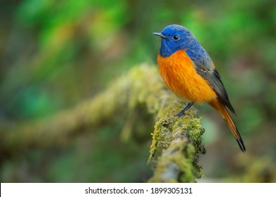 Blue Fronted Redstart Os Sticking On Moss Branch