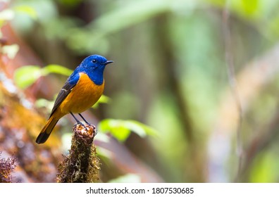 Blue Fronted Redstart Perching On The Tree Stump