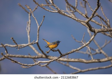 Blue Fronted Redstart, Phoenicurus Frontalis, Male, Uttarakhand, India