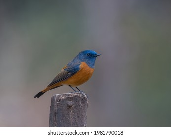 Blue Fronted Redstart Sitting On The Wodden Perch