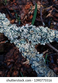 Blue Fungus Hypogymnia Physodes On Tree Stock Photo 1390775516 ...